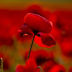 A Little Something About North Macedonia’s Vegetation